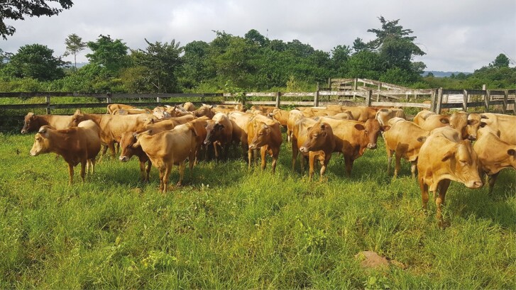 Future-proofing extensive livestock production in subtropical grasslands and savannas.