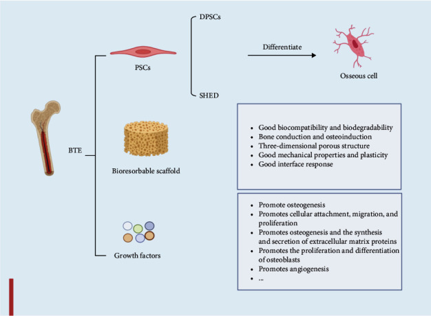 Dental Pulp Stem Cells for Bone Tissue Engineering: A Literature Review.