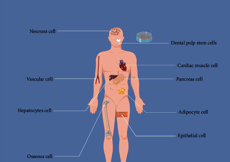 Dental Pulp Stem Cells for Bone Tissue Engineering: A Literature Review.