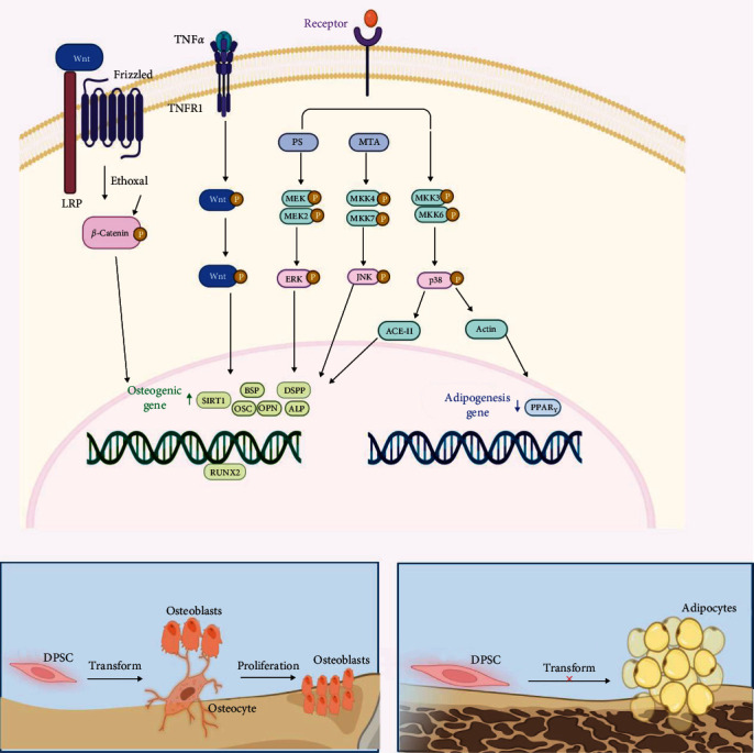 Dental Pulp Stem Cells for Bone Tissue Engineering: A Literature Review.