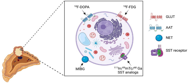 Pheochromocytoma: a changing perspective and current concepts.