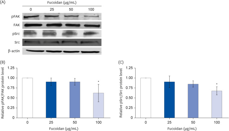 Antimetastatic effect of fucoidan against non-small cell lung cancer by suppressing non-receptor tyrosine kinase and extracellular signal-related kinase pathway.