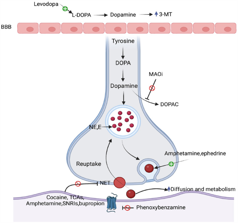 Pheochromocytoma: a changing perspective and current concepts.