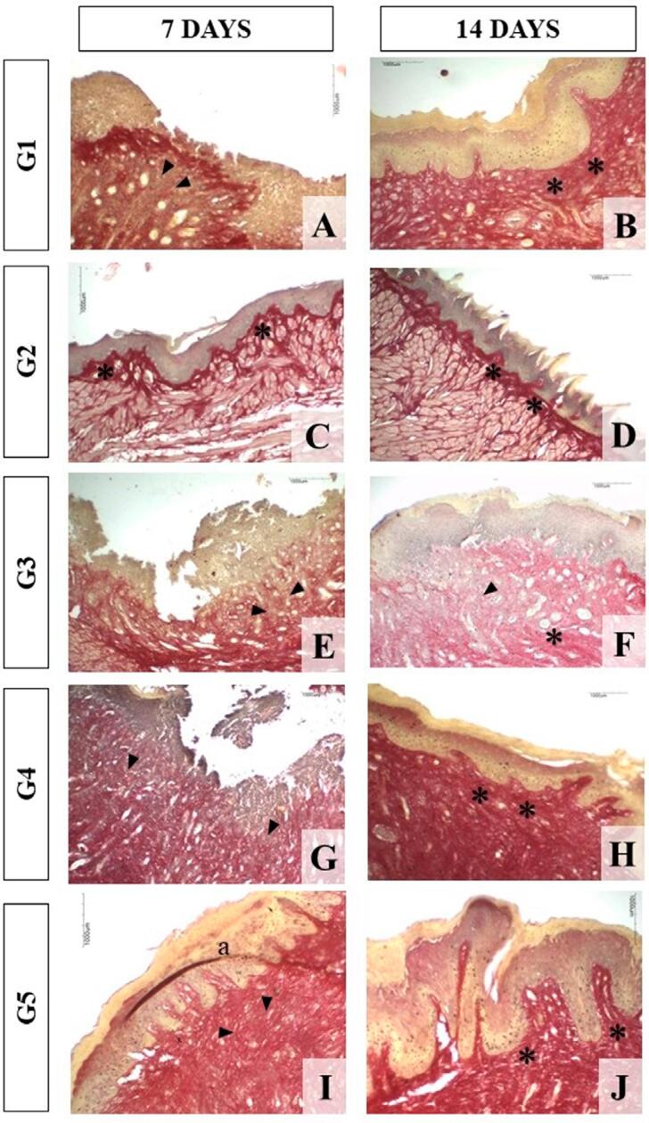 Evaluation of the effect of Matricaria recutita monotherapy or in combination with photodynamic therapy on tissue repair in the dorsum of the tongue of rats.