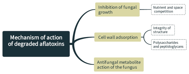 Research advances in the degradation of aflatoxin by lactic acid bacteria.