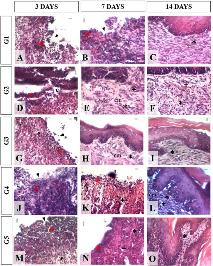 Evaluation of the effect of Matricaria recutita monotherapy or in combination with photodynamic therapy on tissue repair in the dorsum of the tongue of rats.