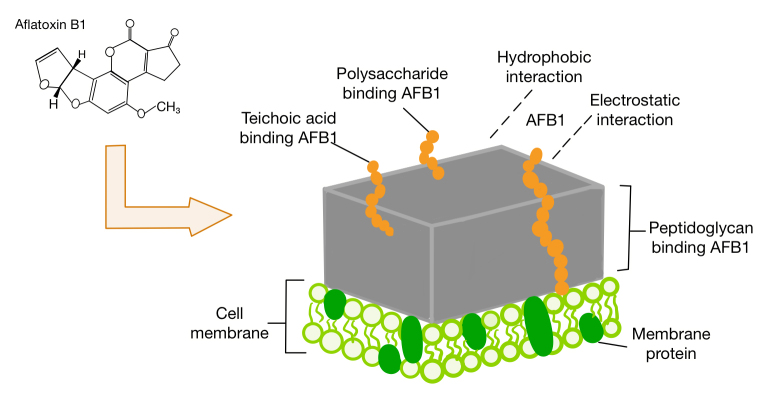 Research advances in the degradation of aflatoxin by lactic acid bacteria.