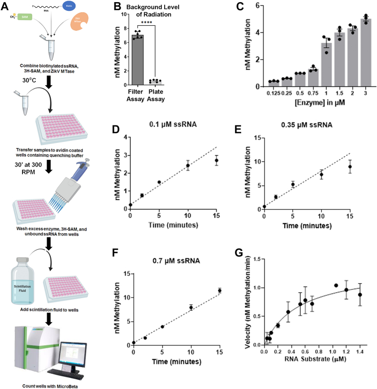 Development of a sensitive microplate assay for characterizing RNA methyltransferase activity: Implications for epitranscriptomics and drug development.