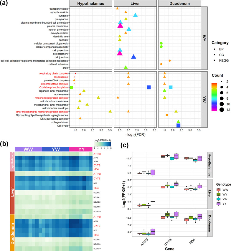 The mRNA-lncRNA landscape of multiple tissues uncovers key regulators and molecular pathways that underlie heterosis for feed intake and efficiency in laying chickens.