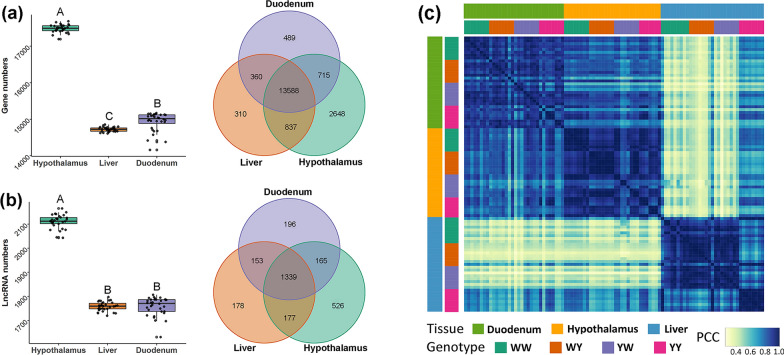 The mRNA-lncRNA landscape of multiple tissues uncovers key regulators and molecular pathways that underlie heterosis for feed intake and efficiency in laying chickens.