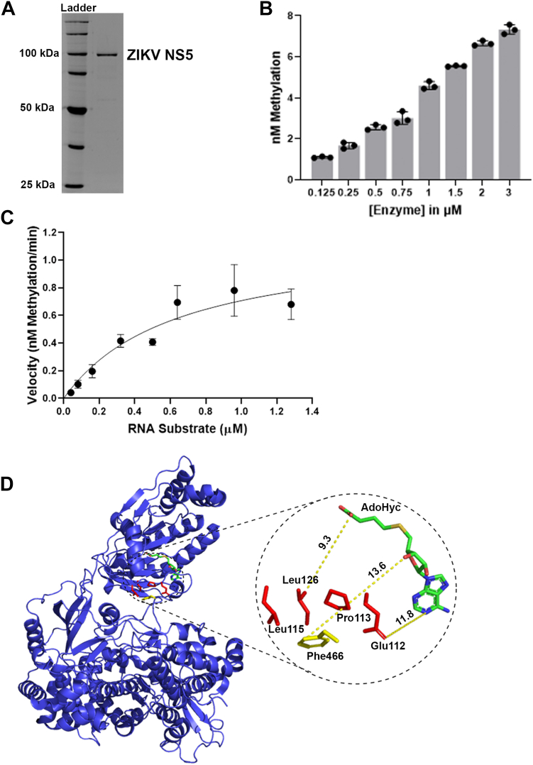 Development of a sensitive microplate assay for characterizing RNA methyltransferase activity: Implications for epitranscriptomics and drug development.