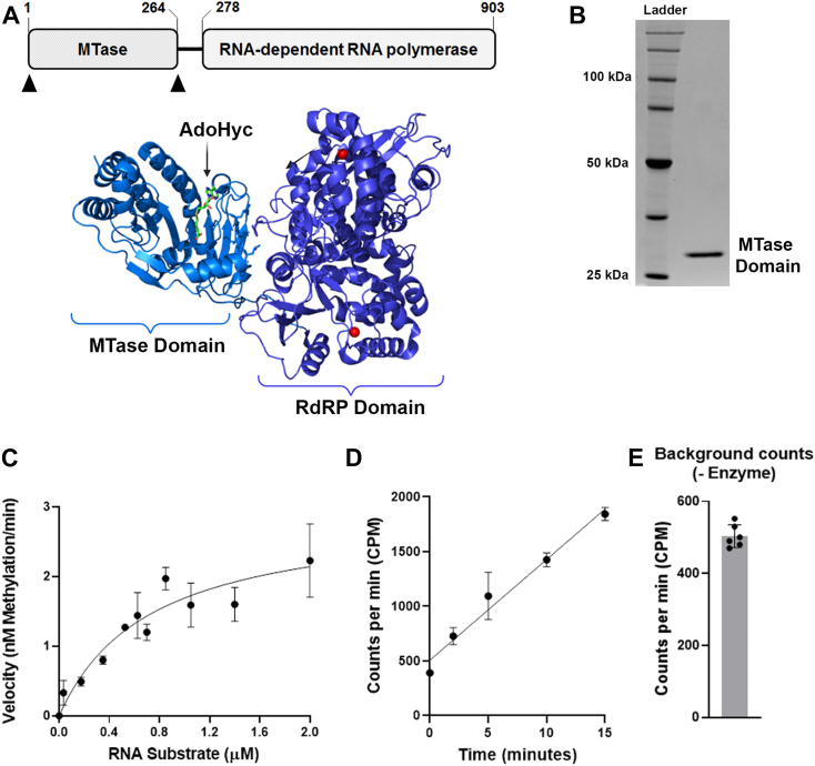 Development of a sensitive microplate assay for characterizing RNA methyltransferase activity: Implications for epitranscriptomics and drug development.