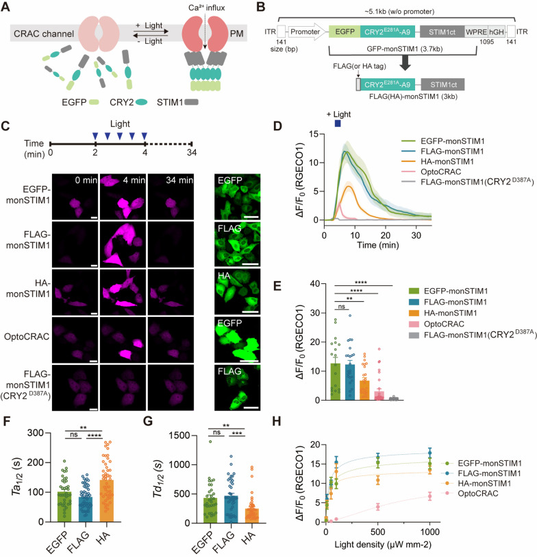 AAV-compatible optogenetic tools for activating endogenous calcium channels in vivo.