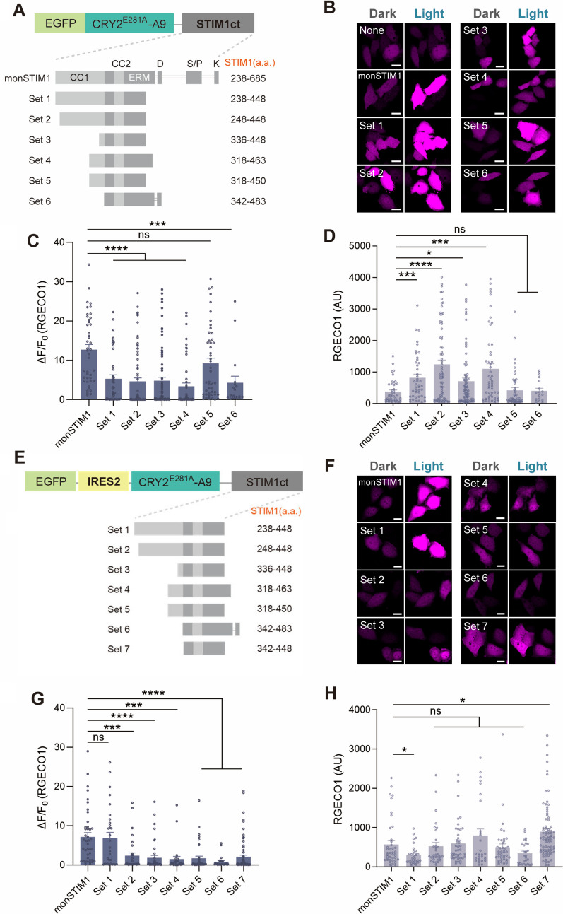 AAV-compatible optogenetic tools for activating endogenous calcium channels in vivo.