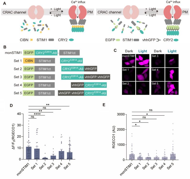 AAV-compatible optogenetic tools for activating endogenous calcium channels in vivo.