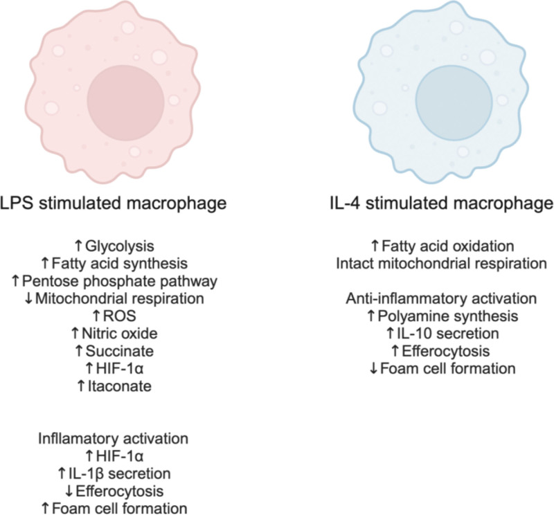 Macrophage immunometabolism in diabetes-associated atherosclerosis.