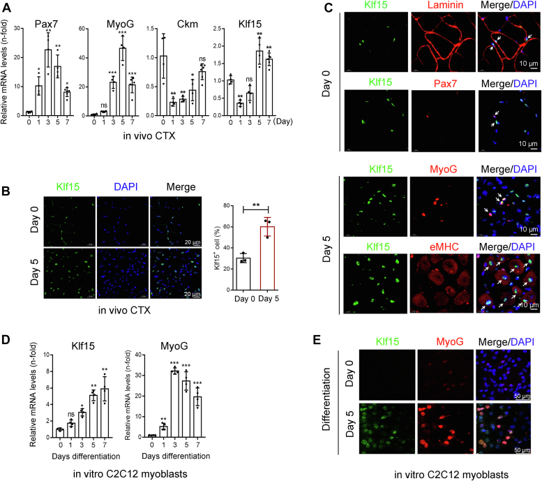 The transcriptional regulator KLF15 is necessary for myoblast differentiation and muscle regeneration by activating FKBP5.