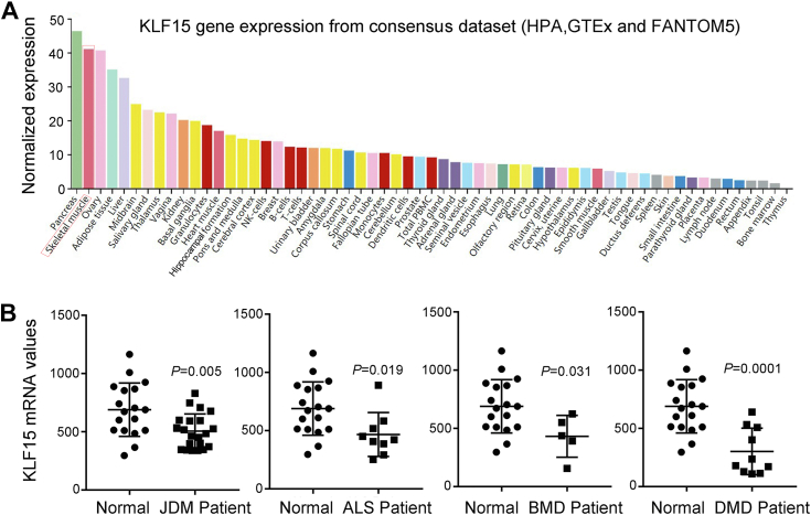 The transcriptional regulator KLF15 is necessary for myoblast differentiation and muscle regeneration by activating FKBP5.