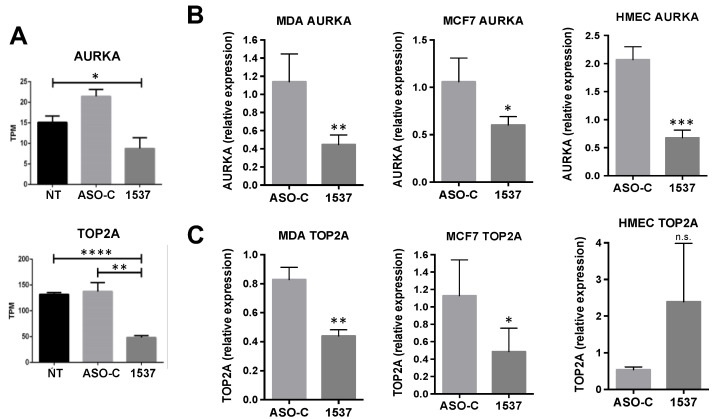 Inverse Modulation of Aurora Kinase A and Topoisomerase IIα in Normal and Tumor Breast Cells upon Knockdown of Mitochondrial ASncmtRNA.