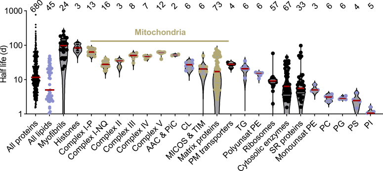 Cardiolipin prolongs the lifetimes of respiratory proteins in Drosophila flight muscle.