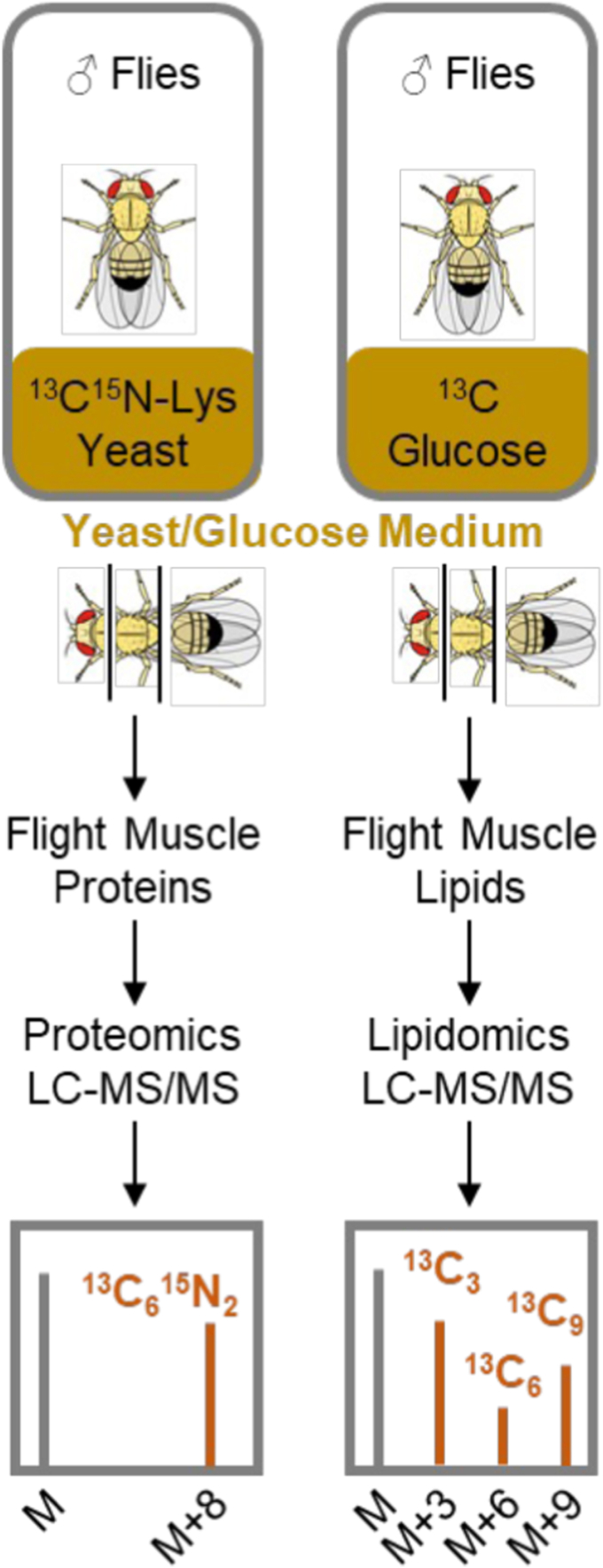 Cardiolipin prolongs the lifetimes of respiratory proteins in Drosophila flight muscle.