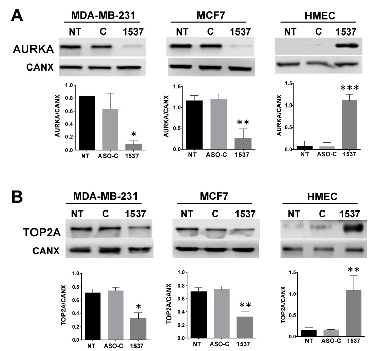 Inverse Modulation of Aurora Kinase A and Topoisomerase IIα in Normal and Tumor Breast Cells upon Knockdown of Mitochondrial ASncmtRNA.