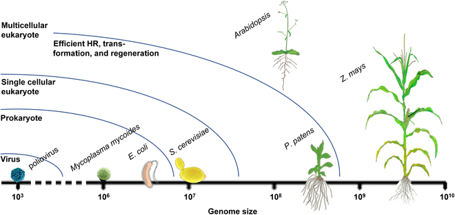 Towards Plant Synthetic Genomics.