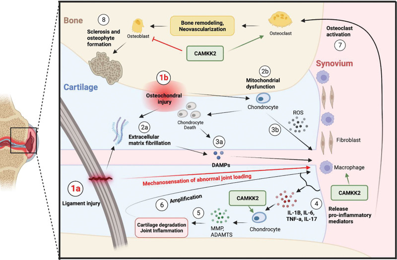 Inflammatory mechanisms in post-traumatic osteoarthritis: a role for CaMKK2.