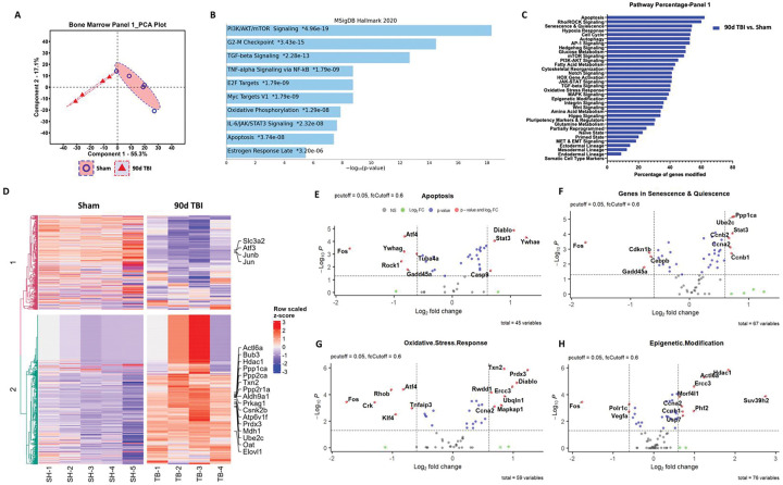 The brain-bone marrow axis and its implications for chronic traumatic brain injury.