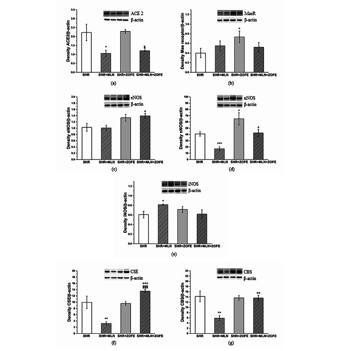 The effect of zofenopril on the cardiovascular system of spontaneously hypertensive rats treated with the ACE2 inhibitor MLN-4760.