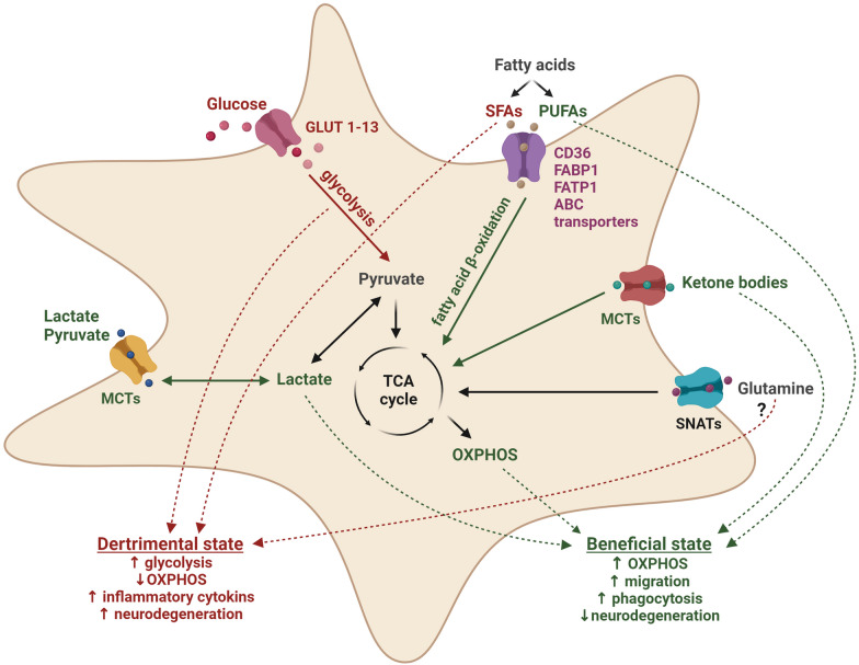 Metabolic regulation of microglial phagocytosis: Implications for Alzheimer's disease therapeutics.