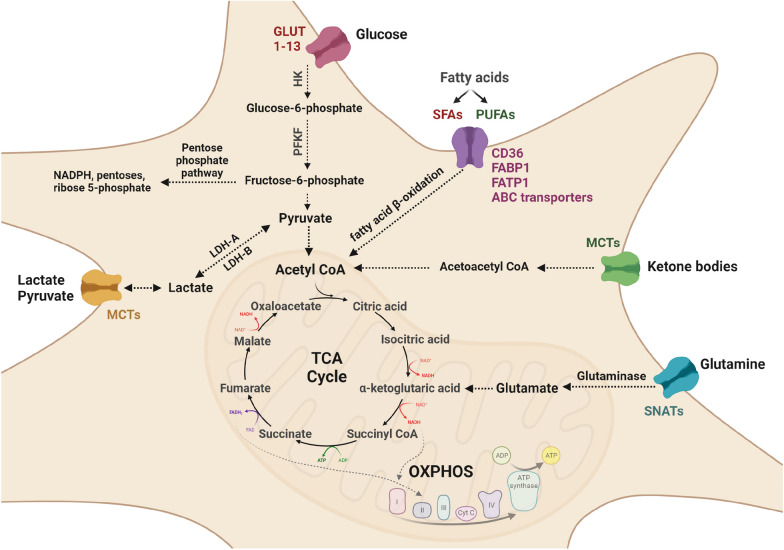 Metabolic regulation of microglial phagocytosis: Implications for Alzheimer's disease therapeutics.