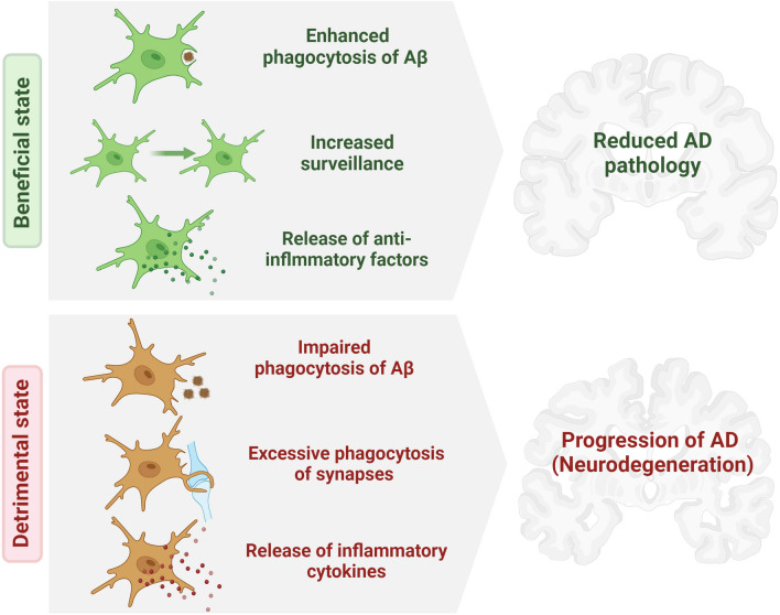 Metabolic regulation of microglial phagocytosis: Implications for Alzheimer's disease therapeutics.