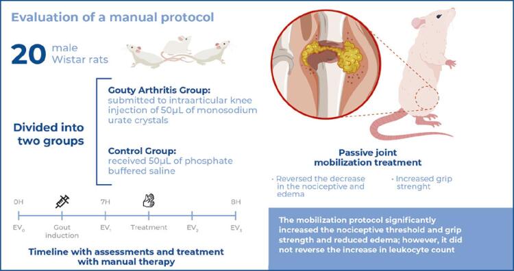 Articular mobilization promotes improvement in functional and inflammatory parameters in a gouty arthritis model.