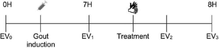 Articular mobilization promotes improvement in functional and inflammatory parameters in a gouty arthritis model.