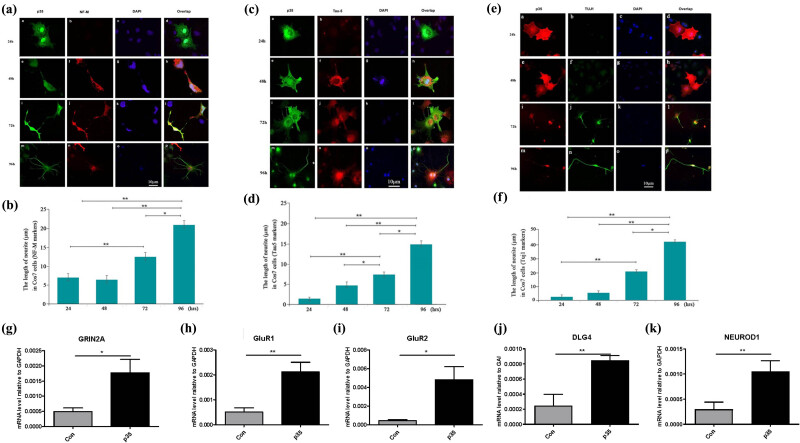 Cdk5 activation promotes Cos-7 cells transition towards neuronal-like cells.