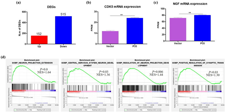 Cdk5 activation promotes Cos-7 cells transition towards neuronal-like cells.