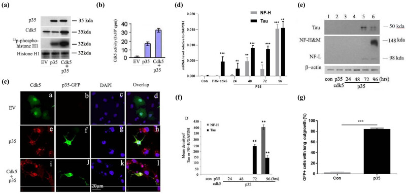 Cdk5 activation promotes Cos-7 cells transition towards neuronal-like cells.