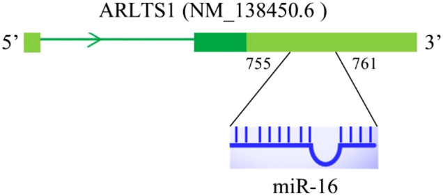 The Role and Antagonistic Effects of miR-16-5p in the Regulation of ADP-Ribosylation Factor-Like Tumor Suppressor Gene 1 in Lung Cancer Cells.