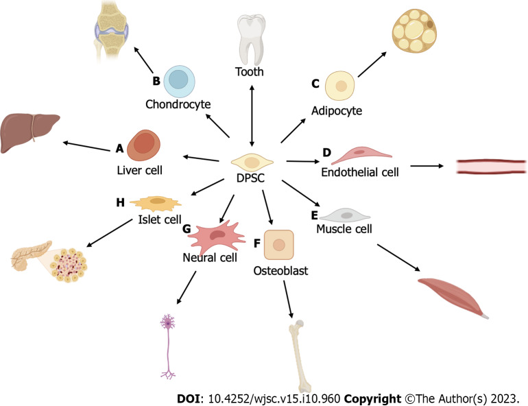 Potential of dental pulp stem cells and their products in promoting peripheral nerve regeneration and their future applications.