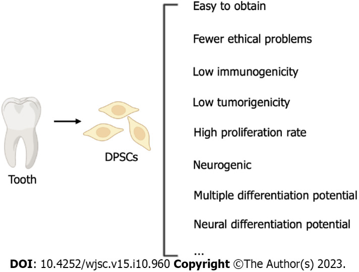 Potential of dental pulp stem cells and their products in promoting peripheral nerve regeneration and their future applications.