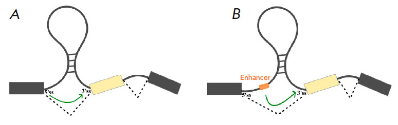 Cooperation and Competition of RNA Secondary Structure and RNA-Protein Interactions in the Regulation of Alternative Splicing.