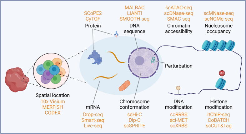 Decoding Human Biology and Disease Using Single-cell Omics Technologies
