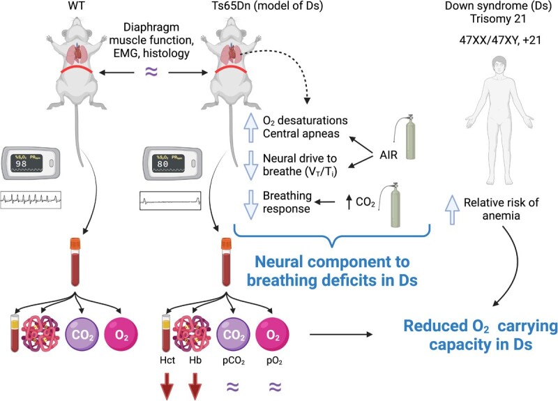 Breathing and Oxygen Carrying Capacity in Ts65Dn and Down Syndrome.