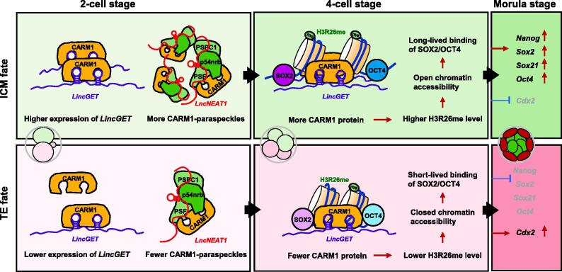 Omics Views of Mechanisms for Cell Fate Determination in Early Mammalian Development