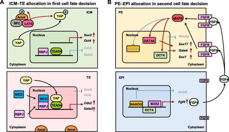 Omics Views of Mechanisms for Cell Fate Determination in Early Mammalian Development