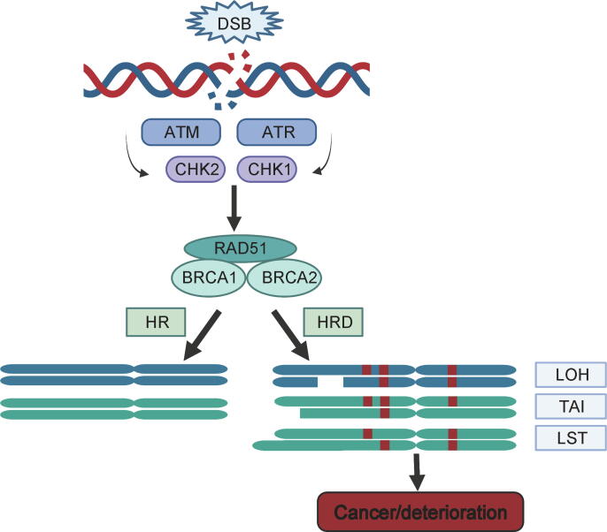Patient Assessment and Therapy Planning Based on Homologous Recombination Repair Deficiency