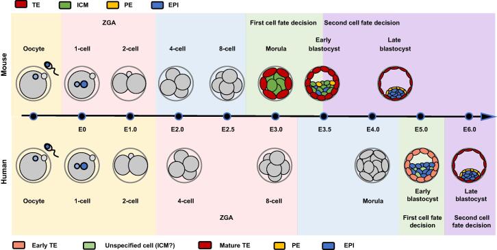 Omics Views of Mechanisms for Cell Fate Determination in Early Mammalian Development
