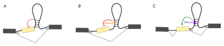 Cooperation and Competition of RNA Secondary Structure and RNA-Protein Interactions in the Regulation of Alternative Splicing.