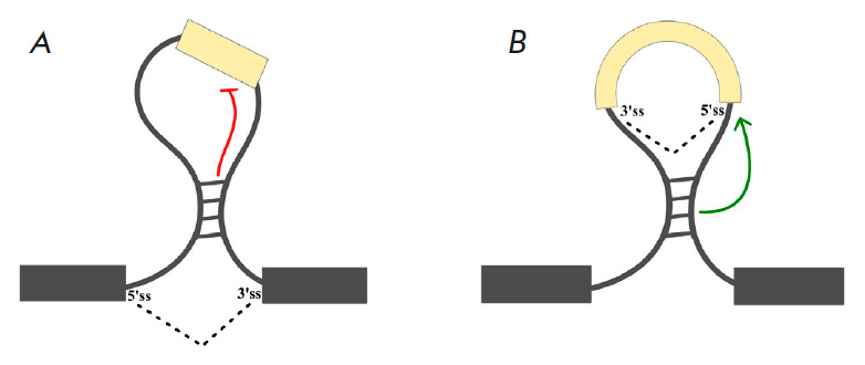 Cooperation and Competition of RNA Secondary Structure and RNA-Protein Interactions in the Regulation of Alternative Splicing.